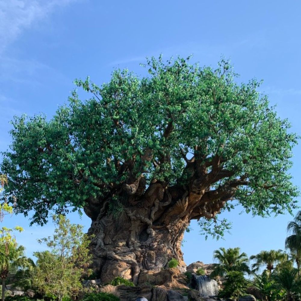 Animal Kingdom